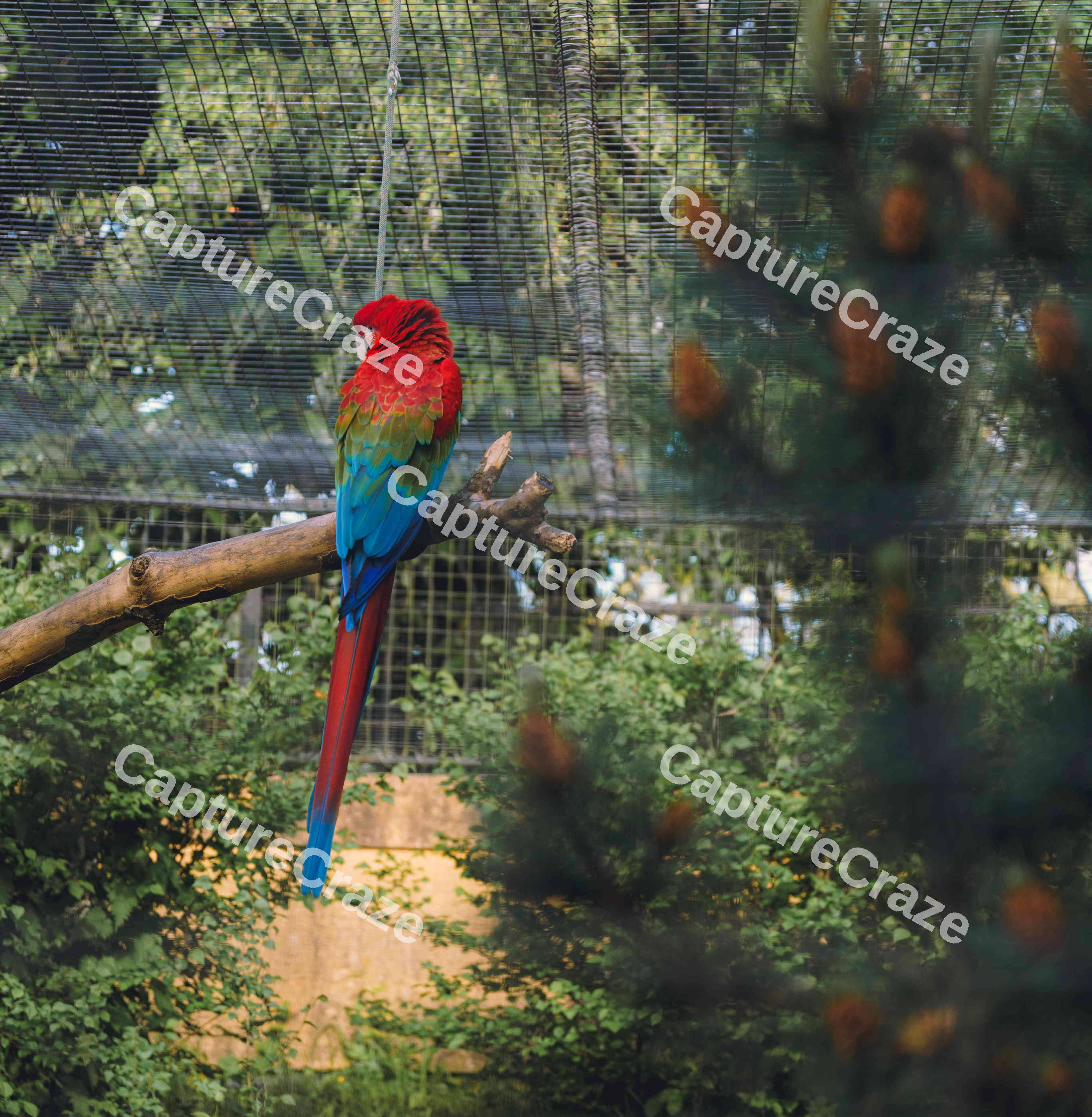 The Back Of A Parrot (Variation)